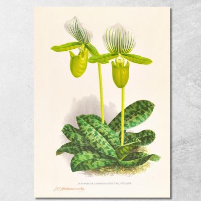 Botanical Illustrations Cypripedium Lawrenceanum Var Hyeanum Jean Jules Linden jjl56 ภาพพิมพ์บนผ้าใบแคนวาส