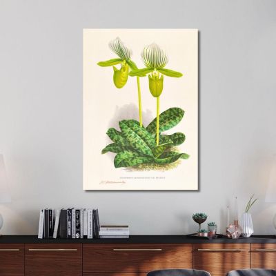 Botanical Illustrations Cypripedium Lawrenceanum Var Hyeanum Jean Jules Linden jjl56 ภาพพิมพ์บนผ้าใบแคนวาส