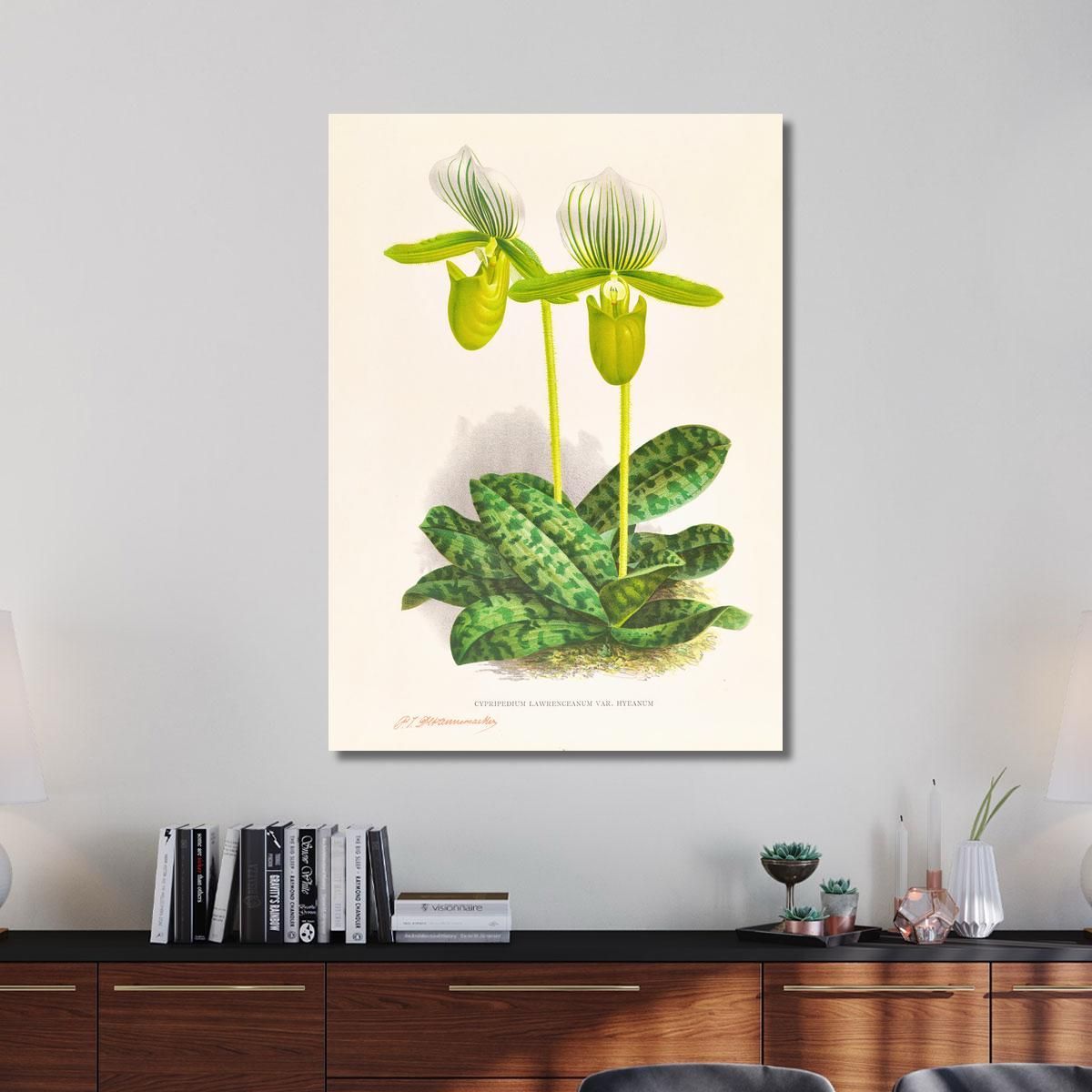 Botanical Illustrations Cypripedium Lawrenceanum Var Hyeanum Jean Jules Linden jjl56 ภาพพิมพ์บนผ้าใบแคนวาส