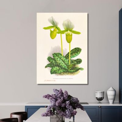 Botanical Illustrations Cypripedium Lawrenceanum Var Hyeanum Jean Jules Linden jjl56 ภาพพิมพ์บนผ้าใบแคนวาส