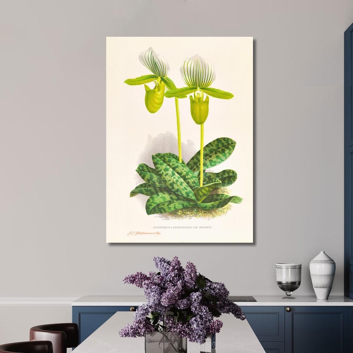 Botanical Illustrations Cypripedium Lawrenceanum Var Hyeanum Jean Jules Linden jjl56 ภาพพิมพ์บนผ้าใบแคนวาส