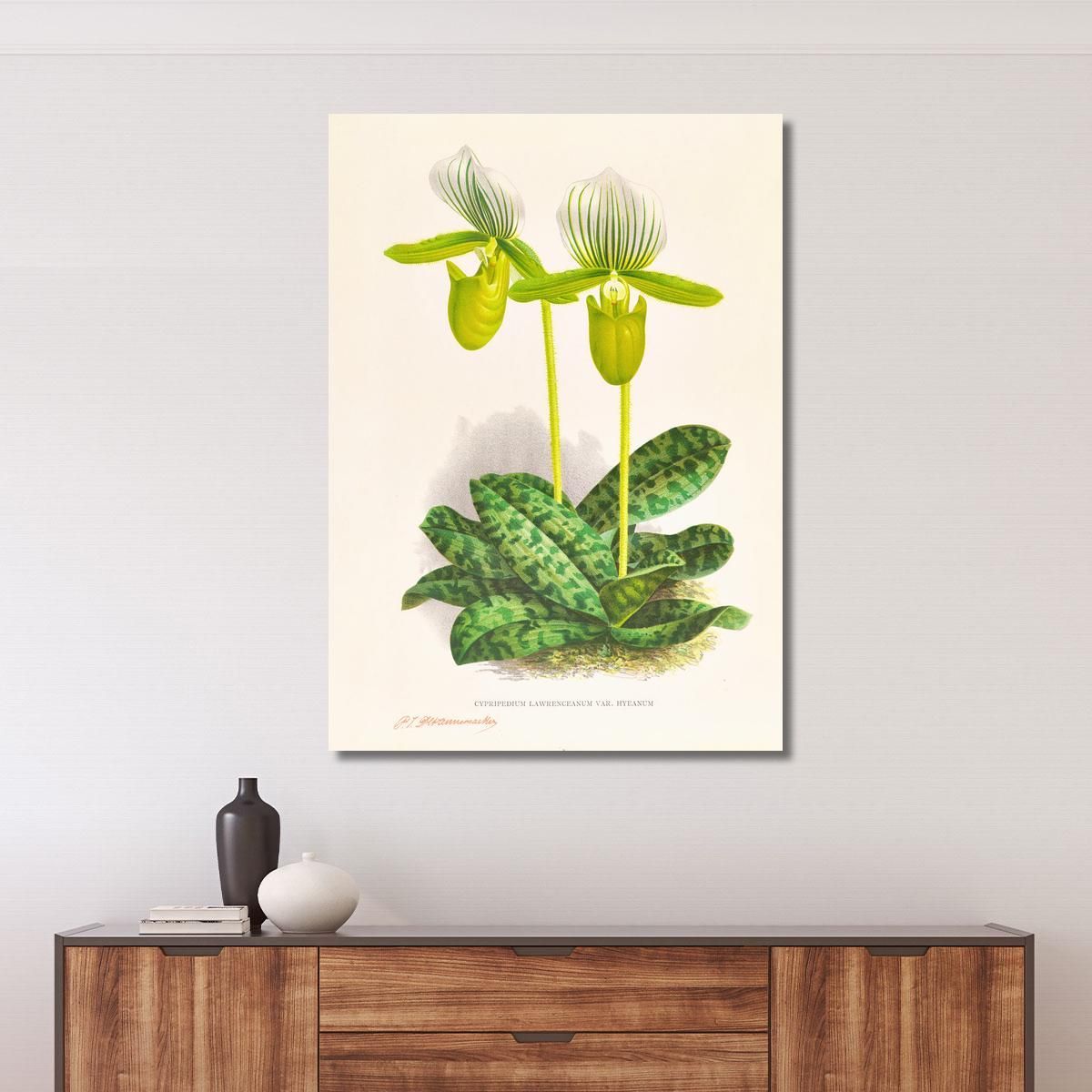 Botanical Illustrations Cypripedium Lawrenceanum Var Hyeanum Jean Jules Linden jjl56 ภาพพิมพ์บนผ้าใบแคนวาส