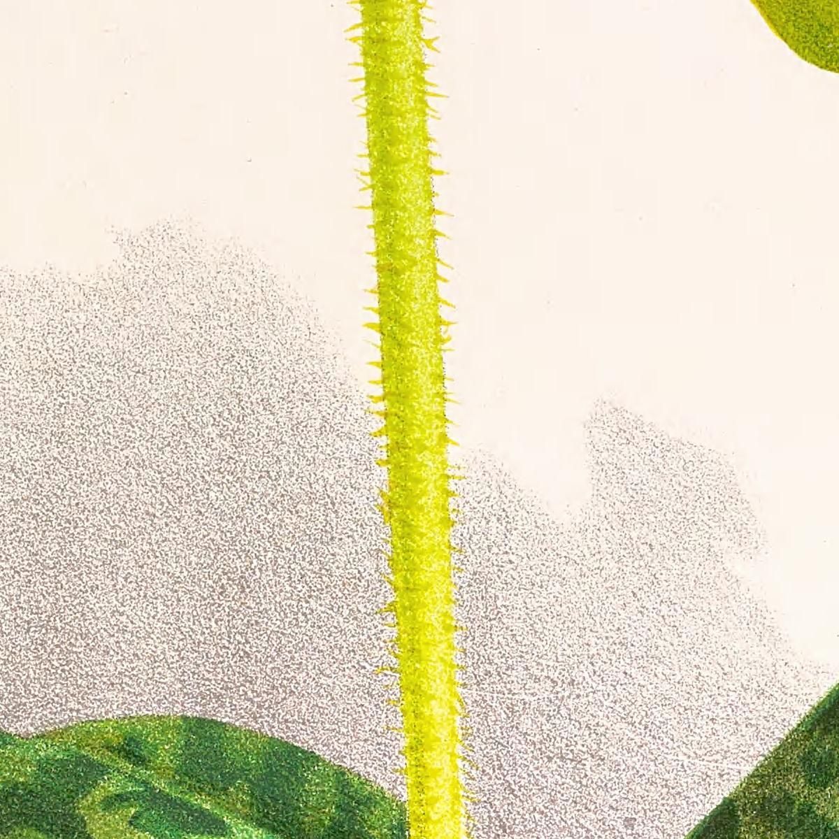 Botanical Illustrations Cypripedium Lawrenceanum Var Hyeanum Jean Jules Linden jjl56 ภาพพิมพ์บนผ้าใบแคนวาส