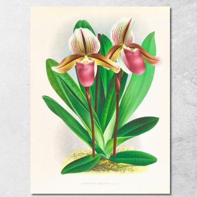 Botanical Illustrations Cypripedium Orphanum Jean Jules Linden jjl60 ภาพพิมพ์บนผ้าใบแคนวาส