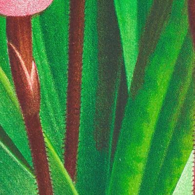 Botanical Illustrations Cypripedium Orphanum Jean Jules Linden jjl60 ภาพพิมพ์บนผ้าใบแคนวาส