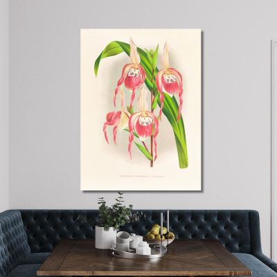 Botanical Illustrations Cypripedium Schroderae Var Splendens Jean Jules Linden jjl63 ภาพพิมพ์บนผ้าใบแคนวาส