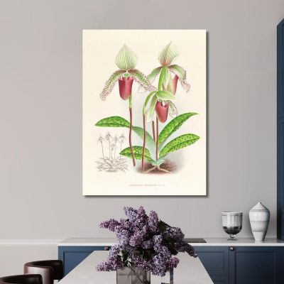 Botanical Illustrations Cypripedium Superbiens Jean Jules Linden jjl65 ภาพพิมพ์บนผ้าใบแคนวาส