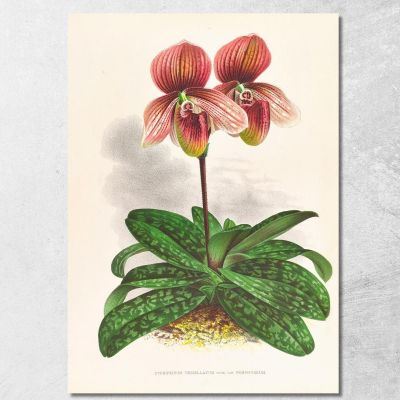 Botanical Illustrations Cypripedium Tessellatum Jean Jules Linden jjl66 ภาพพิมพ์บนผ้าใบแคนวาส