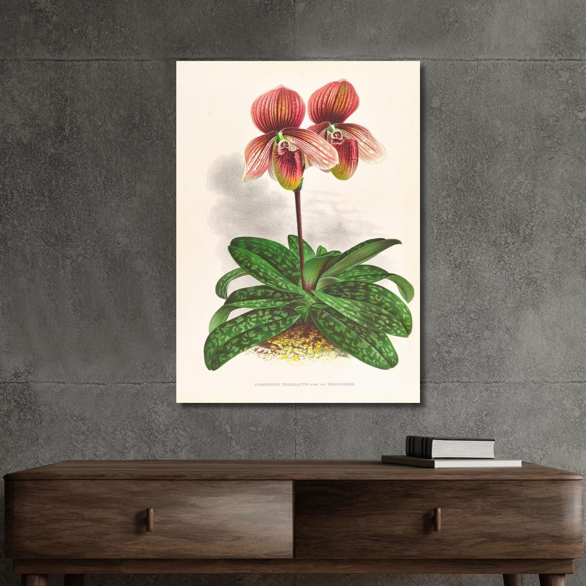 Botanical Illustrations Cypripedium Tessellatum Jean Jules Linden jjl66 ภาพพิมพ์บนผ้าใบแคนวาส