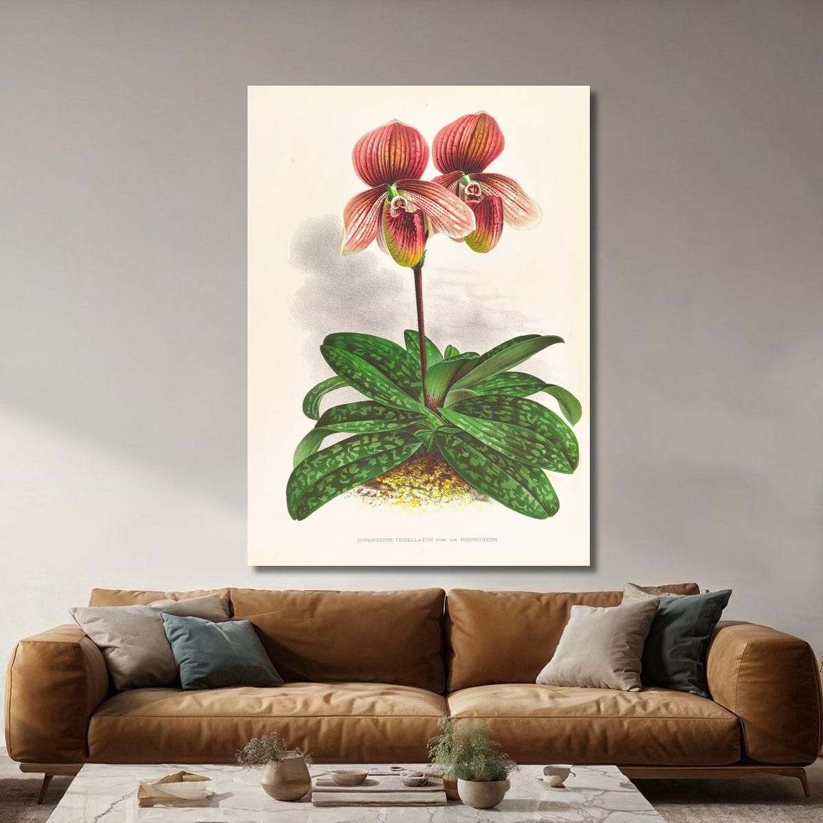 Botanical Illustrations Cypripedium Tessellatum Jean Jules Linden jjl66 ภาพพิมพ์บนผ้าใบแคนวาส