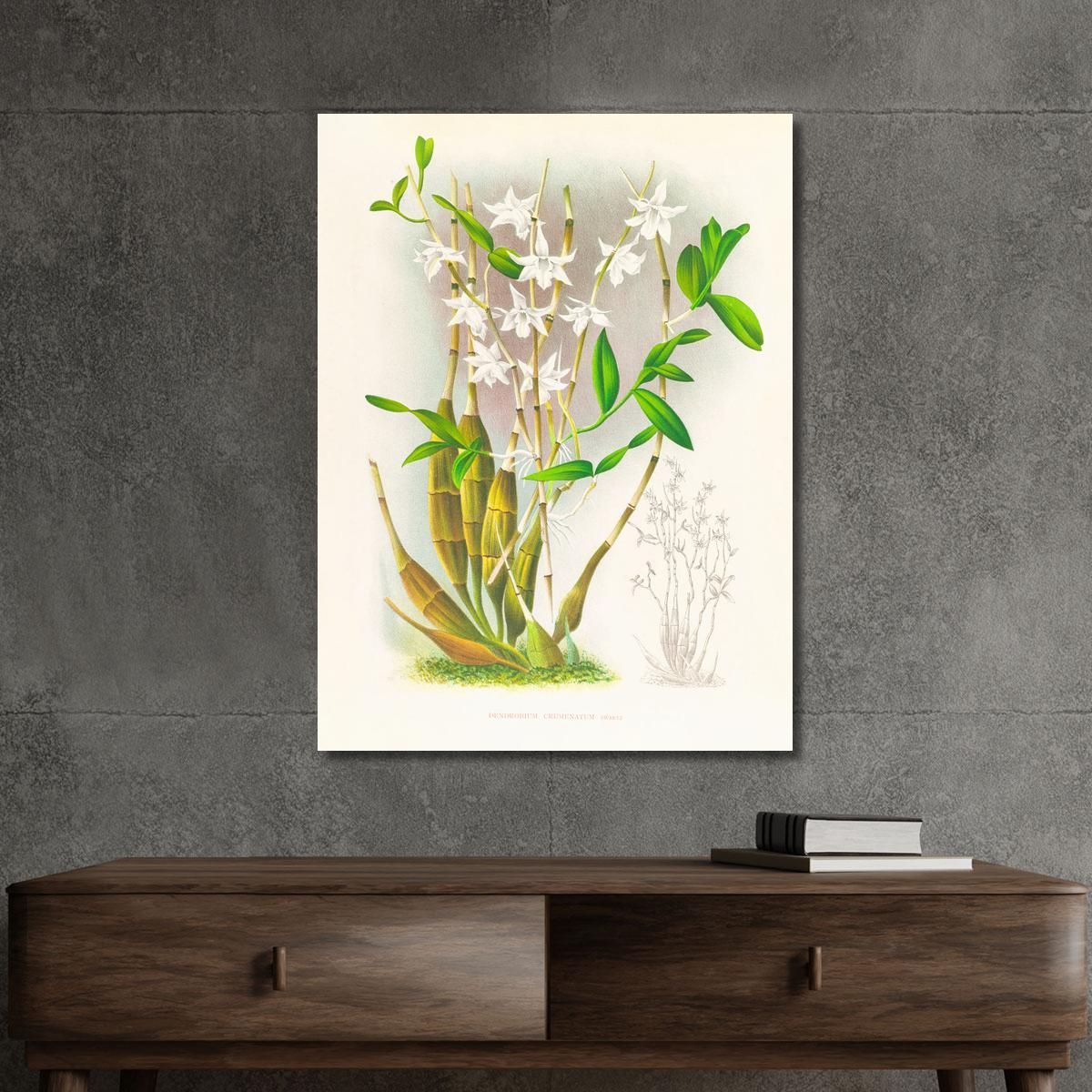 Botanical Illustrations Dendrobium Crumenatum Jean Jules Linden jjl69 ภาพพิมพ์บนผ้าใบแคนวาส