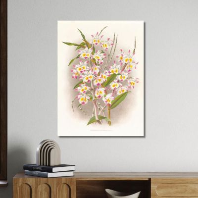 Botanical Illustrations Dendrobium Devonianum Jean Jules Linden jjl70 ภาพพิมพ์บนผ้าใบแคนวาส