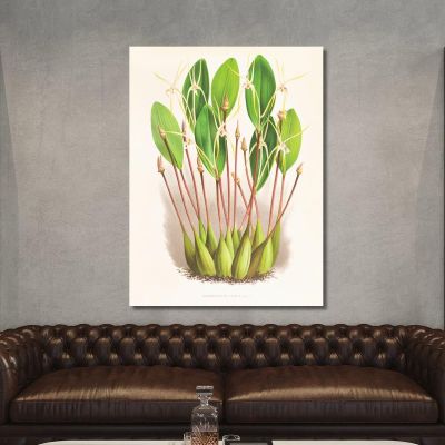 Botanical Illustrations Dendrobium Inauditum Jean Jules Linden jjl73 ภาพพิมพ์บนผ้าใบแคนวาส