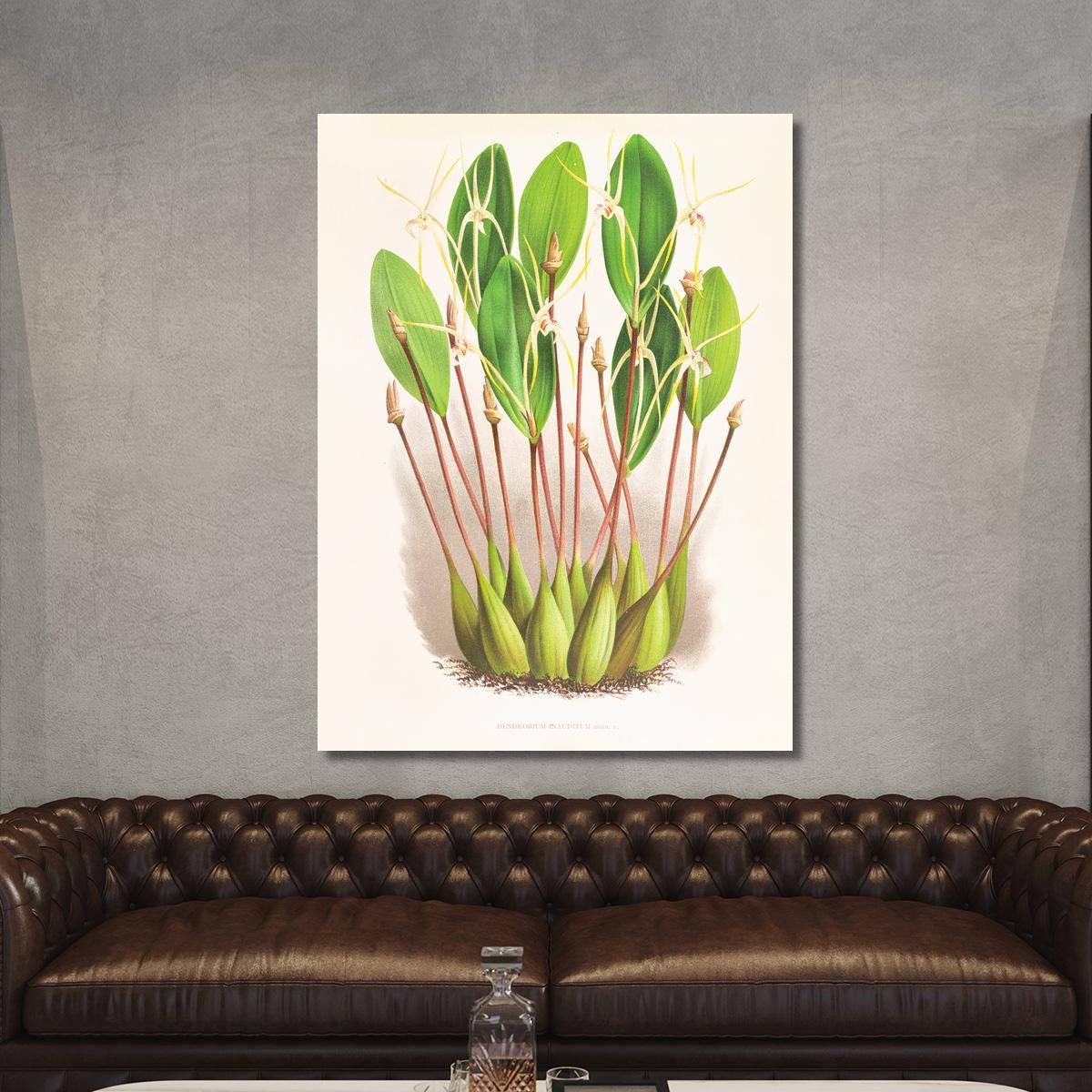 Botanical Illustrations Dendrobium Inauditum Jean Jules Linden jjl73 ภาพพิมพ์บนผ้าใบแคนวาส