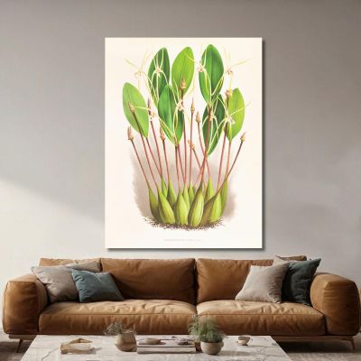 Botanical Illustrations Dendrobium Inauditum Jean Jules Linden jjl73 ภาพพิมพ์บนผ้าใบแคนวาส