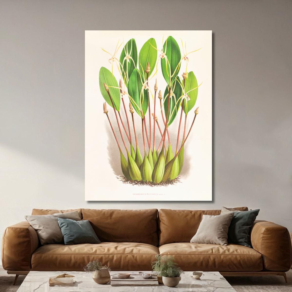 Botanical Illustrations Dendrobium Inauditum Jean Jules Linden jjl73 ภาพพิมพ์บนผ้าใบแคนวาส