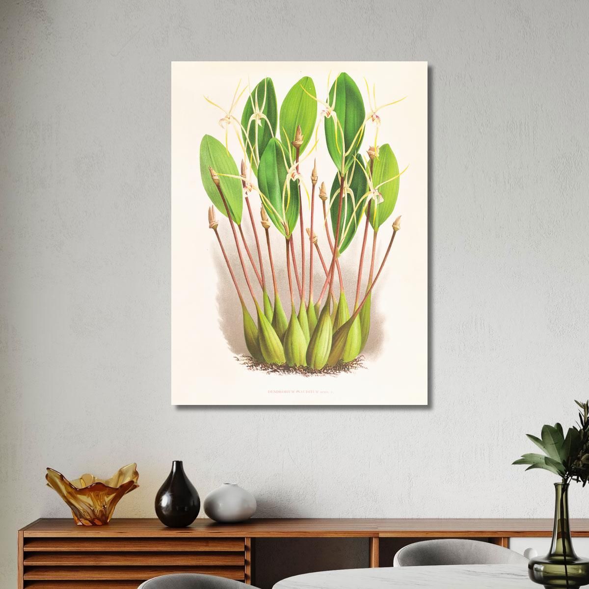 Botanical Illustrations Dendrobium Inauditum Jean Jules Linden jjl73 ภาพพิมพ์บนผ้าใบแคนวาส