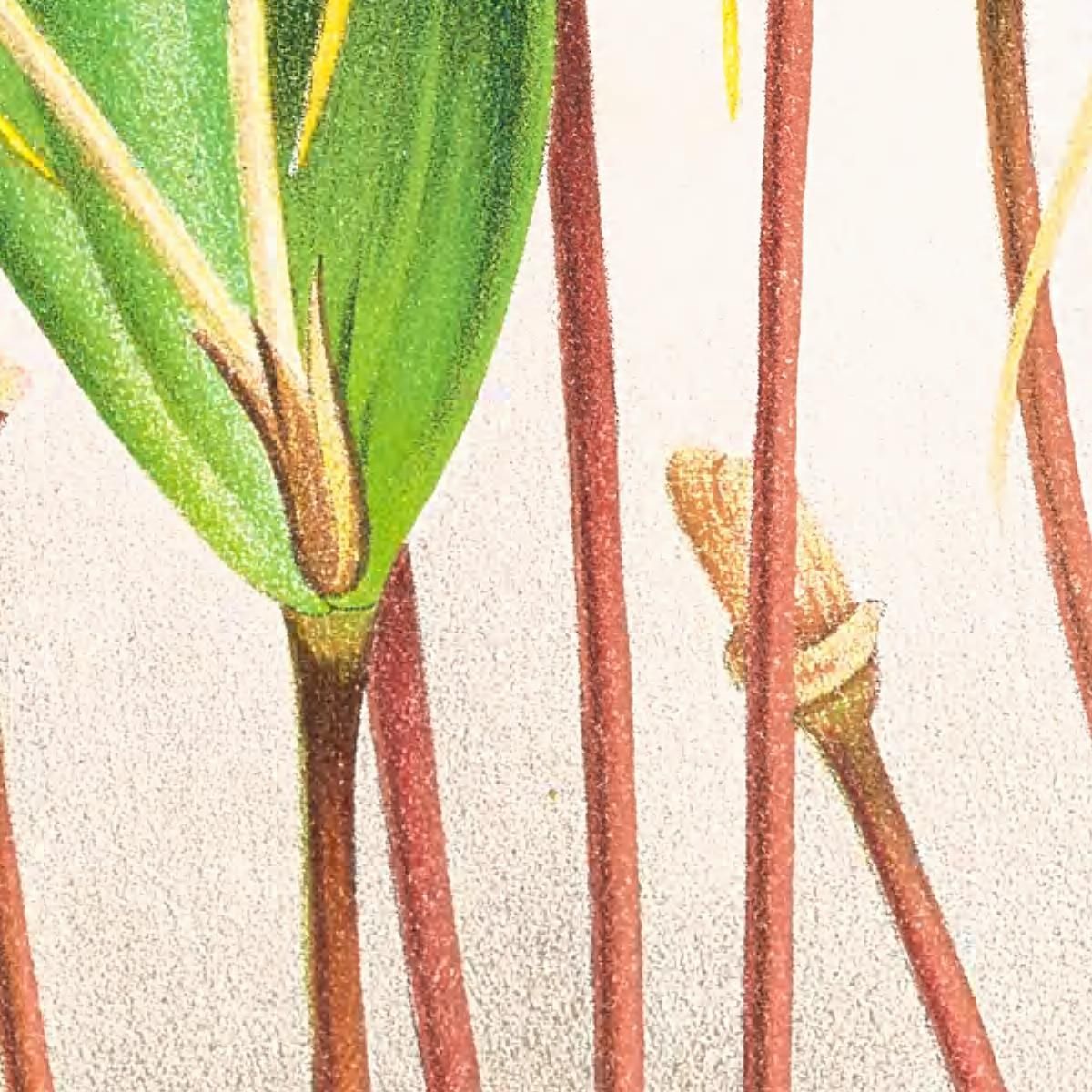 Botanical Illustrations Dendrobium Inauditum Jean Jules Linden jjl73 ภาพพิมพ์บนผ้าใบแคนวาส