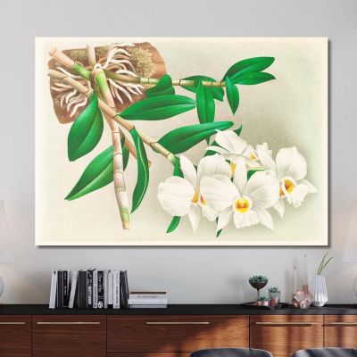Botanical Illustrations Dendrobium Infundibulum Jean Jules Linden jjl74 ภาพพิมพ์บนผ้าใบแคนวาส