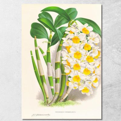 Botanical Illustrations Dendrobium Thyrsiflorum Jean Jules Linden jjl79 ภาพพิมพ์บนผ้าใบแคนวาส