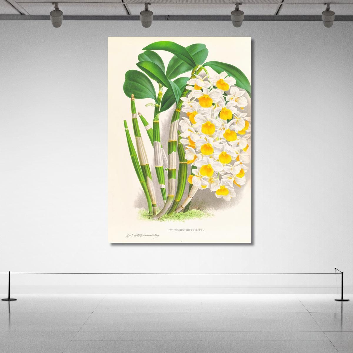 Botanical Illustrations Dendrobium Thyrsiflorum Jean Jules Linden jjl79 ภาพพิมพ์บนผ้าใบแคนวาส
