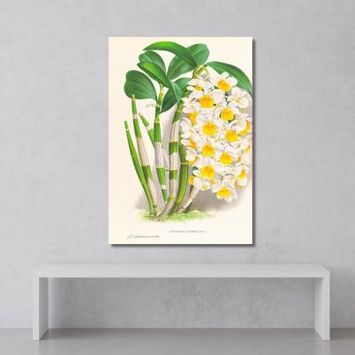 Botanical Illustrations Dendrobium Thyrsiflorum Jean Jules Linden jjl79 ภาพพิมพ์บนผ้าใบแคนวาส