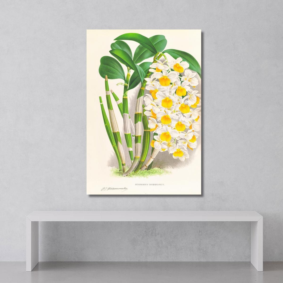 Botanical Illustrations Dendrobium Thyrsiflorum Jean Jules Linden jjl79 ภาพพิมพ์บนผ้าใบแคนวาส