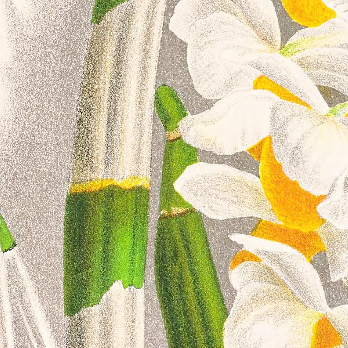 Botanical Illustrations Dendrobium Thyrsiflorum Jean Jules Linden jjl79 ภาพพิมพ์บนผ้าใบแคนวาส
