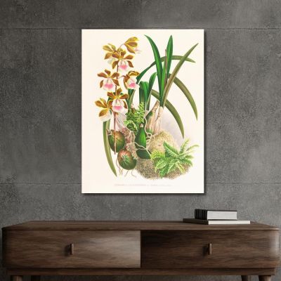 Botanical Illustrations Epidendrum Atropurpureum Jean Jules Linden jjl81 ภาพพิมพ์บนผ้าใบแคนวาส