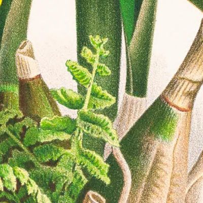 Botanical Illustrations Epidendrum Atropurpureum Jean Jules Linden jjl81 ภาพพิมพ์บนผ้าใบแคนวาส