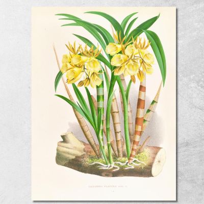 Botanical Illustrations Galeandra Flaveola Jean Jules Linden jjl85 ภาพพิมพ์บนผ้าใบแคนวาส