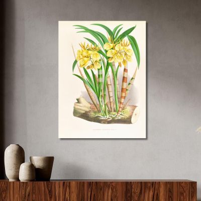 Botanical Illustrations Galeandra Flaveola Jean Jules Linden jjl85 ภาพพิมพ์บนผ้าใบแคนวาส