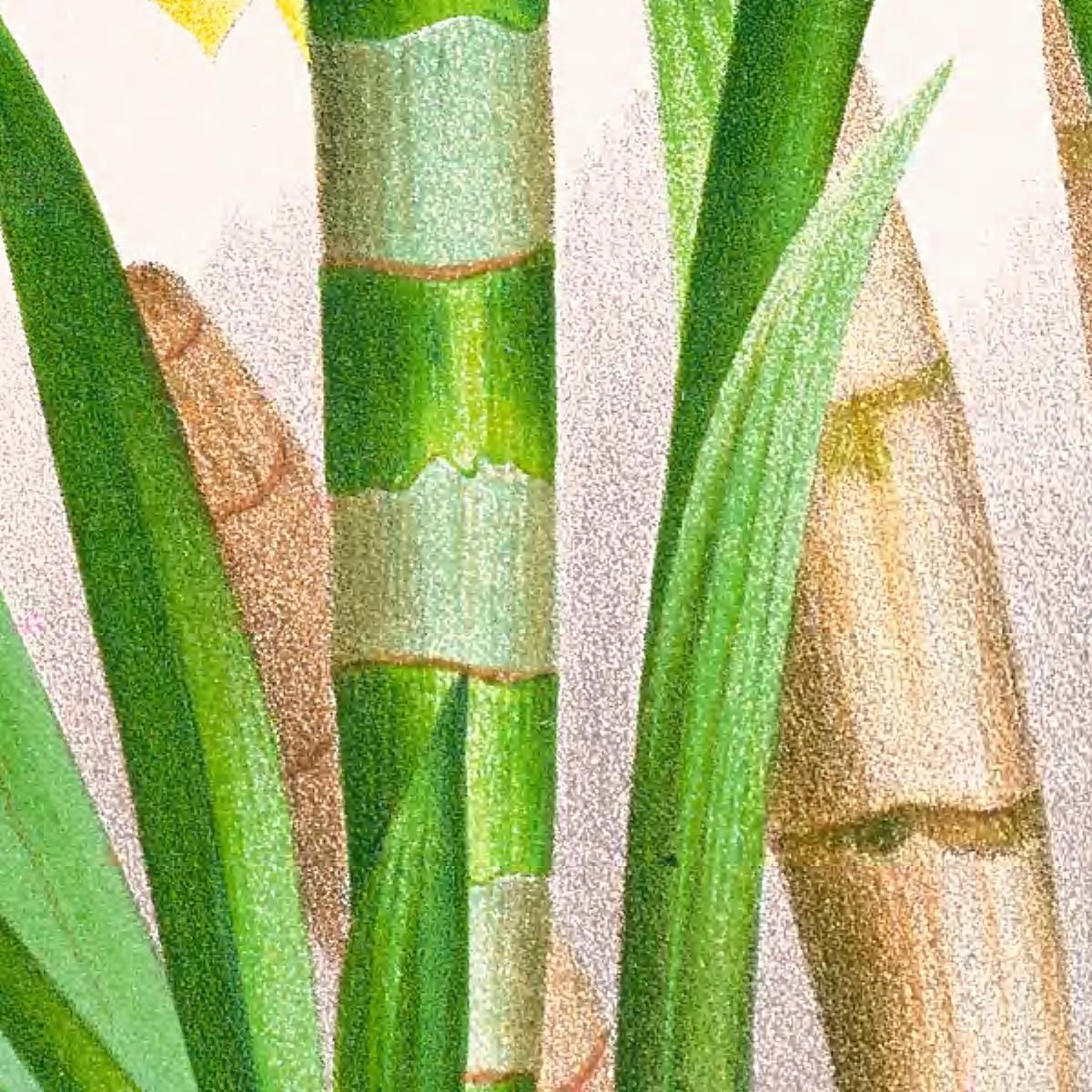 Botanical Illustrations Galeandra Flaveola Jean Jules Linden jjl85 ภาพพิมพ์บนผ้าใบแคนวาส
