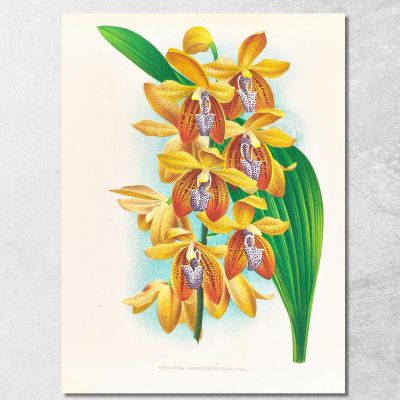 Botanical Illustrations Houlletia Brocklehurstiana Jean Jules Linden jjl88 ภาพพิมพ์บนผ้าใบแคนวาส