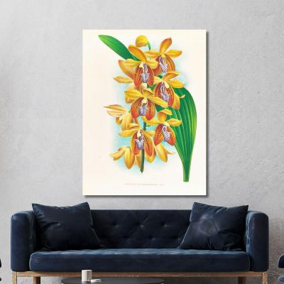 Botanical Illustrations Houlletia Brocklehurstiana Jean Jules Linden jjl88 ภาพพิมพ์บนผ้าใบแคนวาส