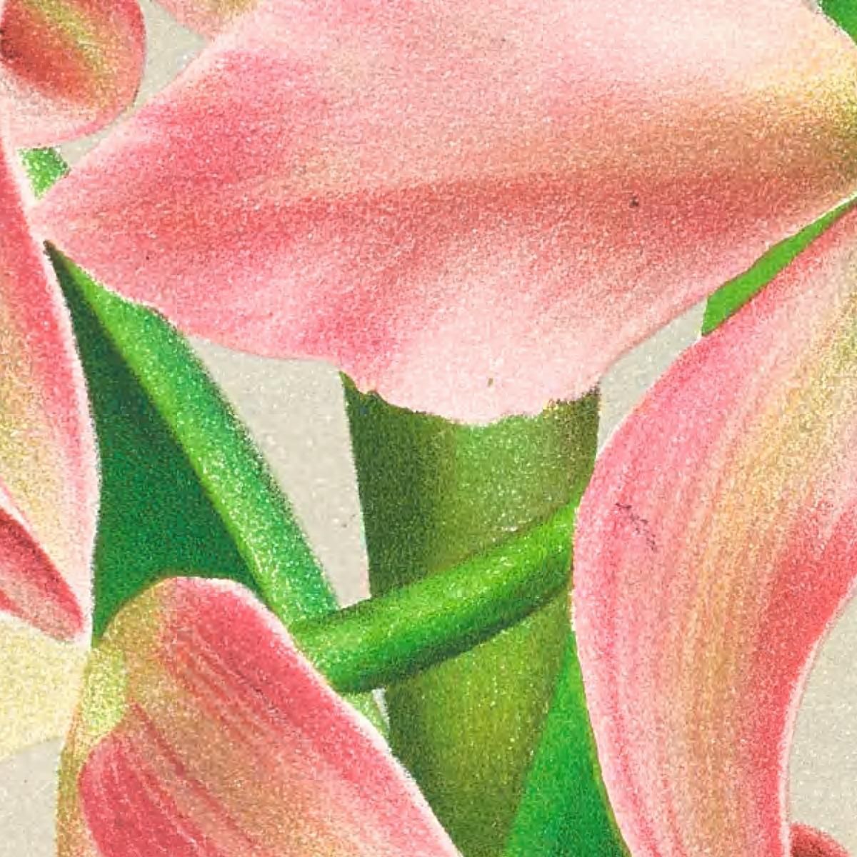 Botanical Illustrations Laella Elegans Var Houtteana Jean Jules Linden jjl91 ภาพพิมพ์บนผ้าใบแคนวาส
