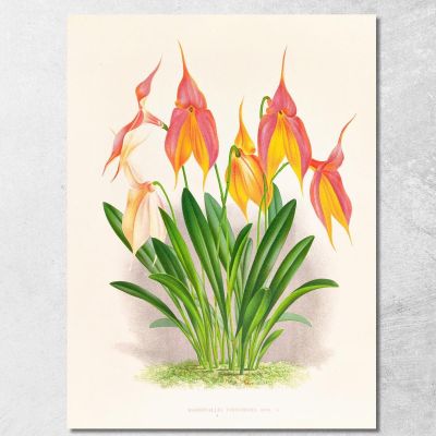 Botanical Illustrations Masdevallia Veitchiana Jean Jules Linden jjl98 ภาพพิมพ์บนผ้าใบแคนวาส