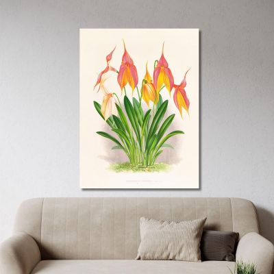 Botanical Illustrations Masdevallia Veitchiana Jean Jules Linden jjl98 ภาพพิมพ์บนผ้าใบแคนวาส