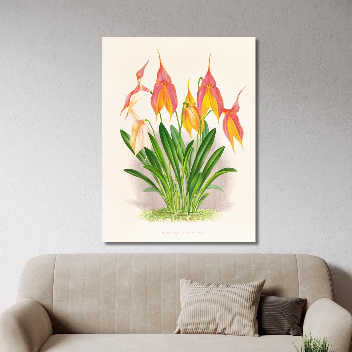 Botanical Illustrations Masdevallia Veitchiana Jean Jules Linden jjl98 ภาพพิมพ์บนผ้าใบแคนวาส