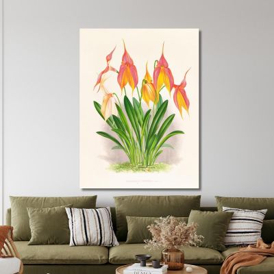 Botanical Illustrations Masdevallia Veitchiana Jean Jules Linden jjl98 ภาพพิมพ์บนผ้าใบแคนวาส