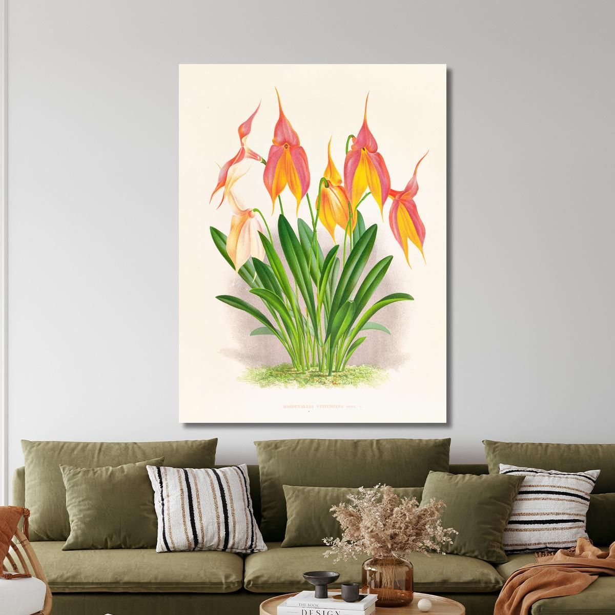 Botanical Illustrations Masdevallia Veitchiana Jean Jules Linden jjl98 ภาพพิมพ์บนผ้าใบแคนวาส
