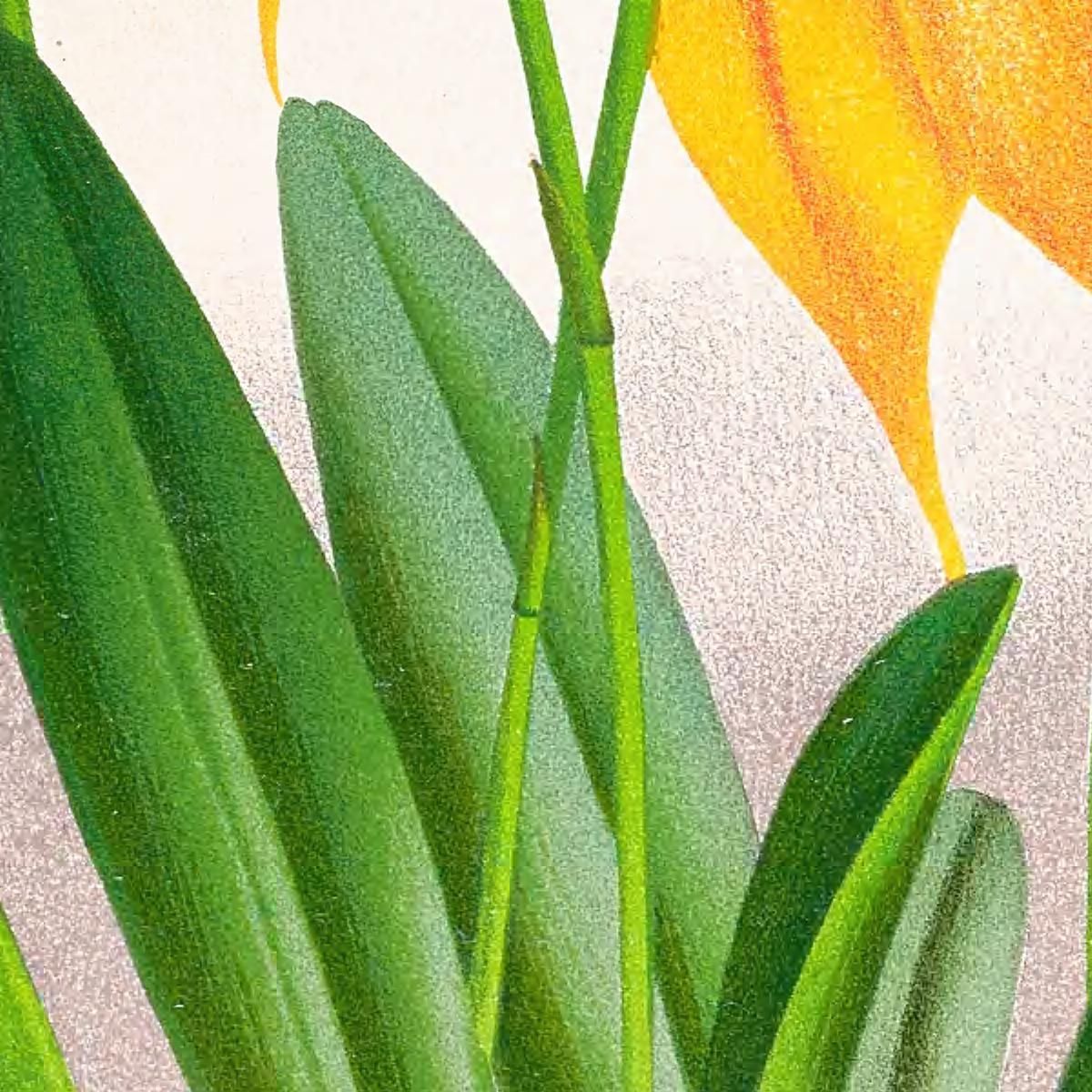 Botanical Illustrations Masdevallia Veitchiana Jean Jules Linden jjl98 ภาพพิมพ์บนผ้าใบแคนวาส