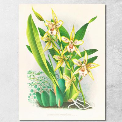 Botanical Illustrations Odontoglossum Duvivierianum Jean Jules Linden jjl108 ภาพพิมพ์บนผ้าใบแคนวาส