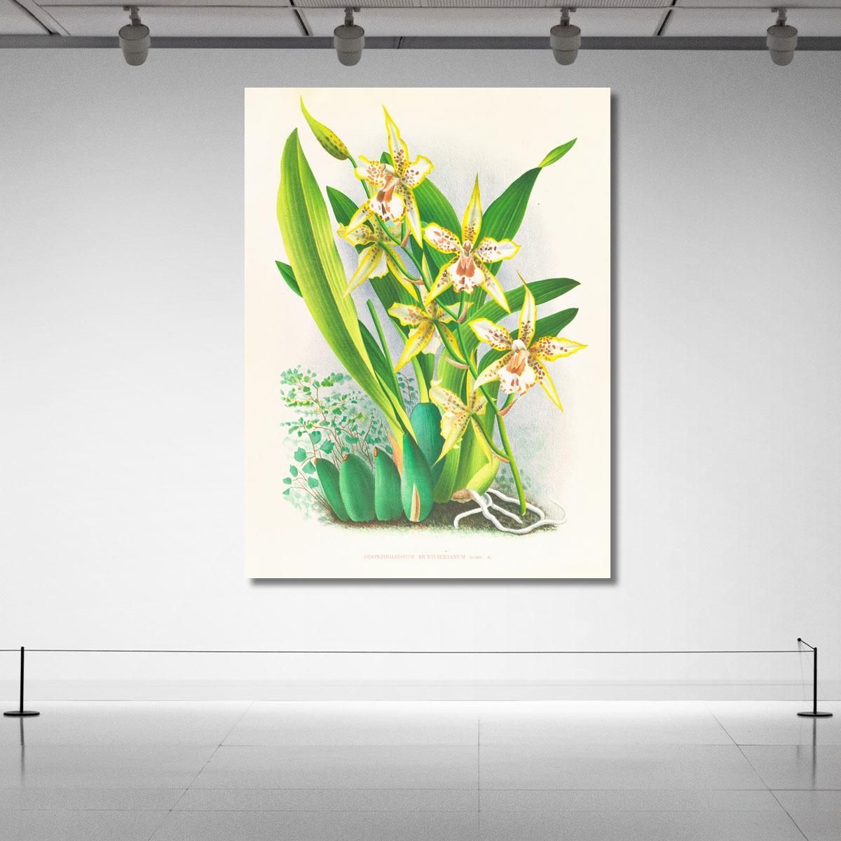Botanical Illustrations Odontoglossum Duvivierianum Jean Jules Linden jjl108 ภาพพิมพ์บนผ้าใบแคนวาส