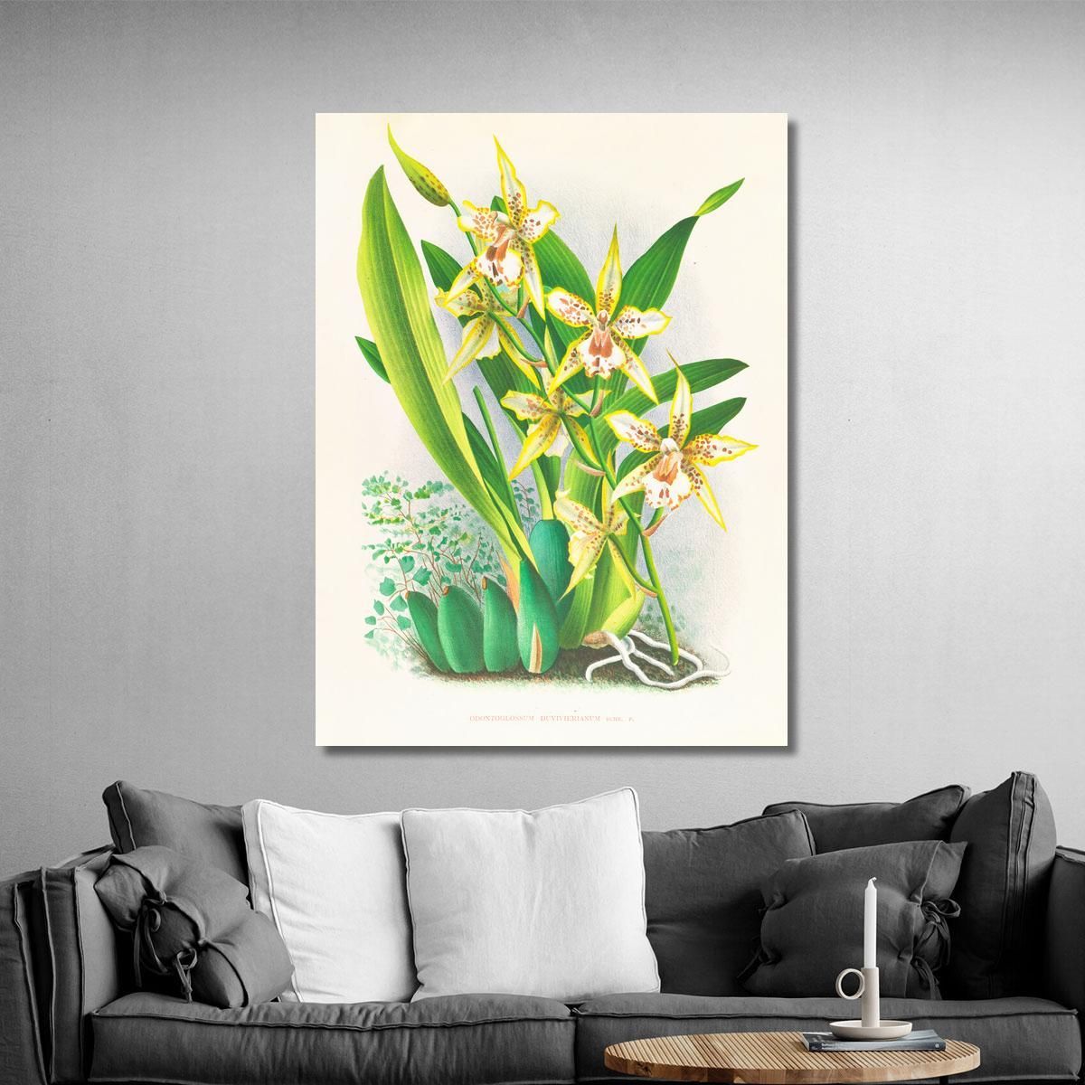 Botanical Illustrations Odontoglossum Duvivierianum Jean Jules Linden jjl108 ภาพพิมพ์บนผ้าใบแคนวาส