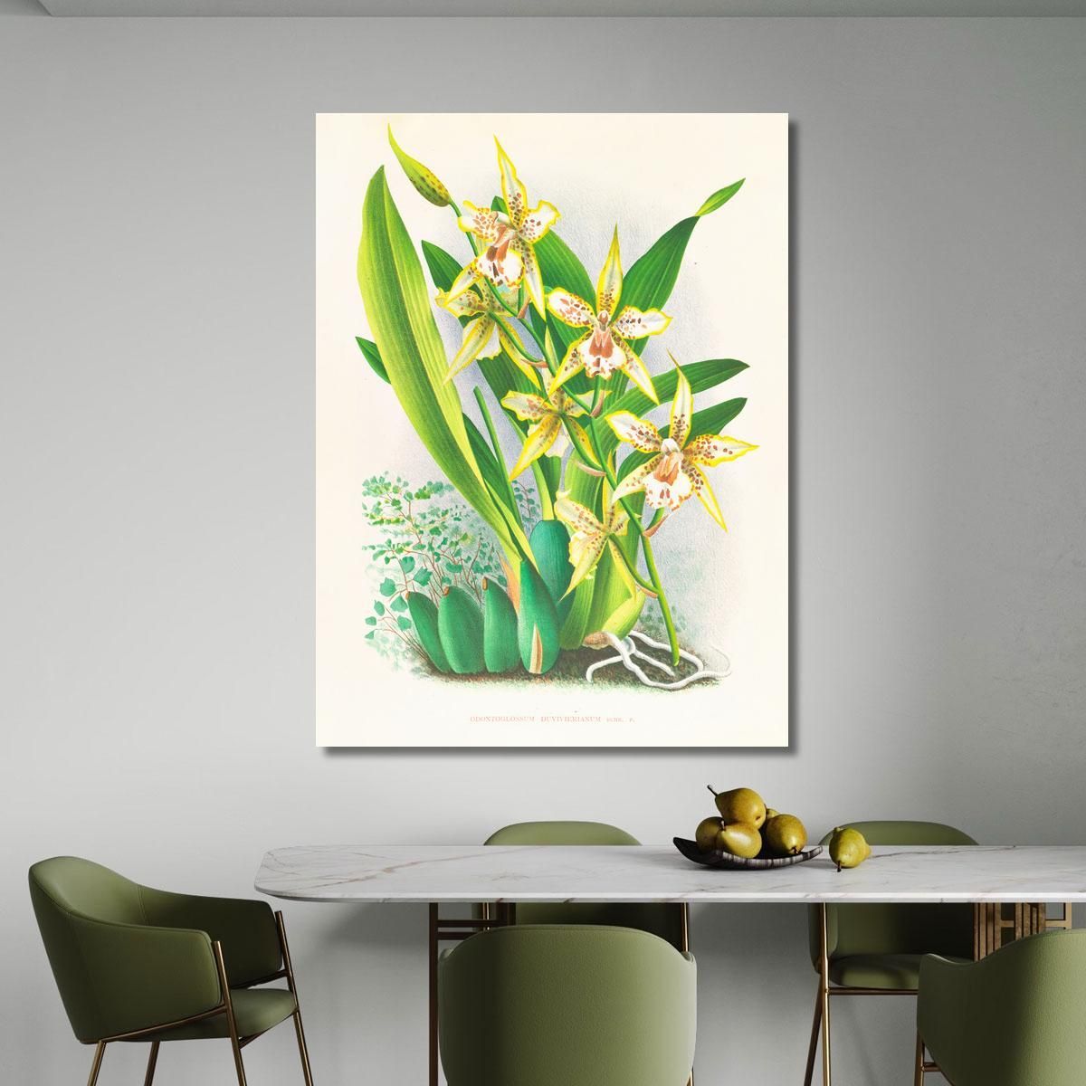 Botanical Illustrations Odontoglossum Duvivierianum Jean Jules Linden jjl108 ภาพพิมพ์บนผ้าใบแคนวาส