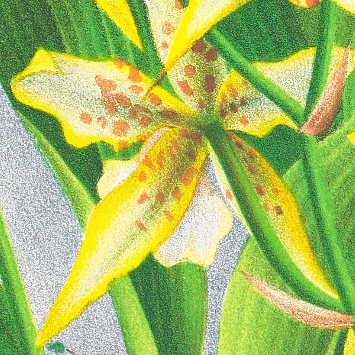 Botanical Illustrations Odontoglossum Duvivierianum Jean Jules Linden jjl108 ภาพพิมพ์บนผ้าใบแคนวาส