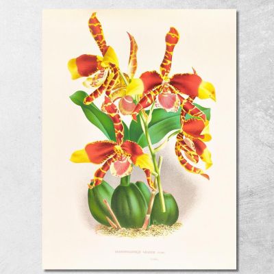 Botanical Illustrations Odontoglossum Grande Jean Jules Linden jjl109 ภาพพิมพ์บนผ้าใบแคนวาส