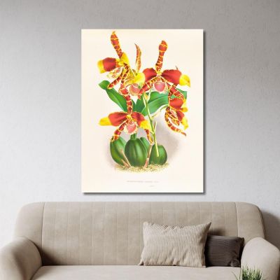 Botanical Illustrations Odontoglossum Grande Jean Jules Linden jjl109 ภาพพิมพ์บนผ้าใบแคนวาส