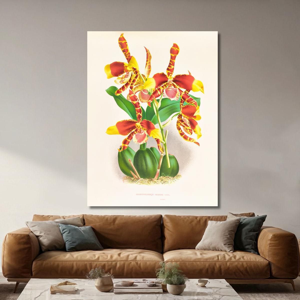 Botanical Illustrations Odontoglossum Grande Jean Jules Linden jjl109 ภาพพิมพ์บนผ้าใบแคนวาส